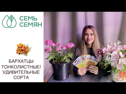 Видео: РОСКОШНЫЕ СОРТА БАРХАТЦЕВ, О КОТОРЫХ ВЫ ЕЩЕ НЕ СЛЫШАЛИ!