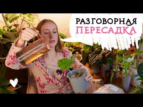 Видео: МИНЕРАЛЬНЫЙ грунт | пересадка, уход, фитильный полив | как польвать и кормить?