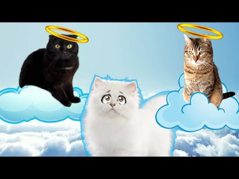 Видео: ВОЗВРАЩЕНИЕ из ПОТУСТОРОННЕГО Мира