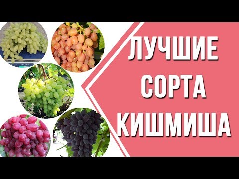 Видео: 5 сортов кишмишей.  Лучшие сорта кишмиша