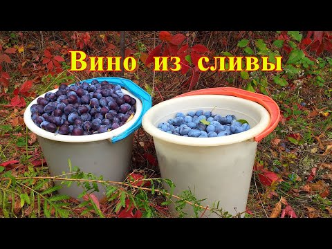 Видео: Сливянка. Вино из сливы. Натуральный сливовый ликер без водки.