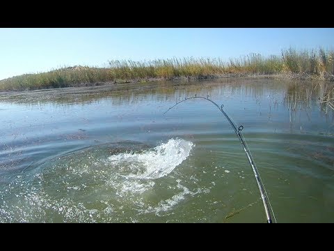 Видео: Ловля змееголова в дельте реки Или .часть 2. (короткая версия).