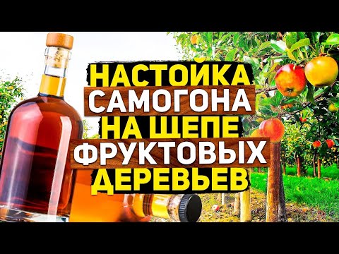 Видео: Настойка самогона на щепе фруктовых деревьев. Как настаивать самогон