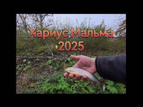 Видео: Рыбалка на горной речке в Приморском крае , ловля Хариуса , Мальмы. 