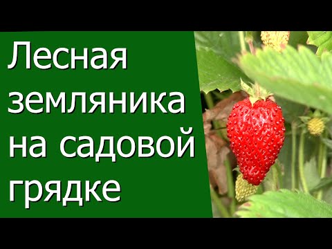 Видео: Лесная земляника на садовой грядке