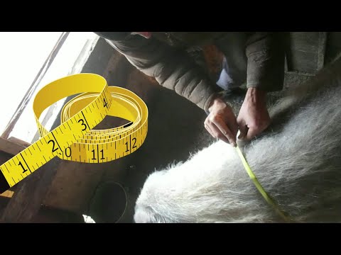 Видео: Узнаю вес свиней без весов по специальной таблице.Как узнать вес свиньи по таблице без взвешивания.