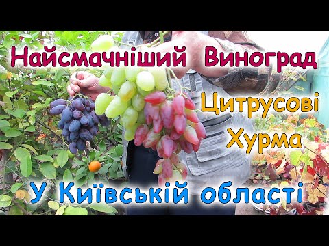 Видео: Найсмачніший виноград збираємо у жовтні. Лимони, мандарини та хурма у Київській області