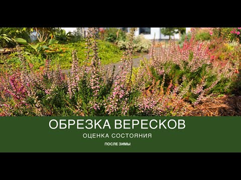 Видео: Оцениваем состояние вересков после зимы. Обрезка: когда и как?