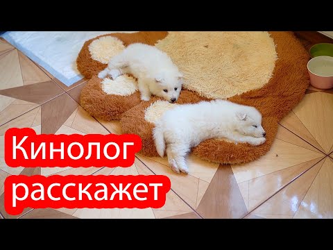 Видео: VLOG К нам приехала кинолог