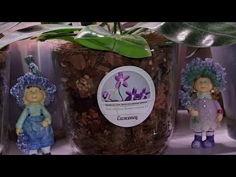 Видео: К лесу задом, ко мне передом! Перестановка цветущих Орхидей.