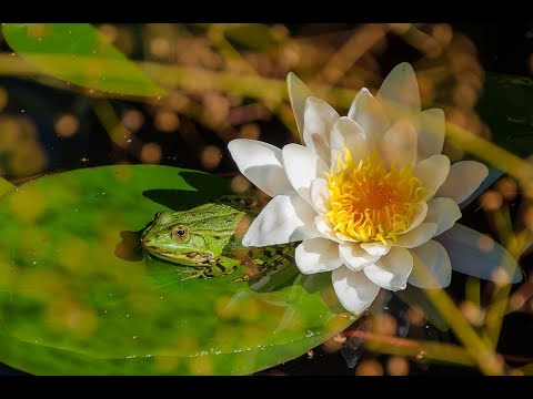 Видео: влог - неожиданная покупка, опять вернулась на али