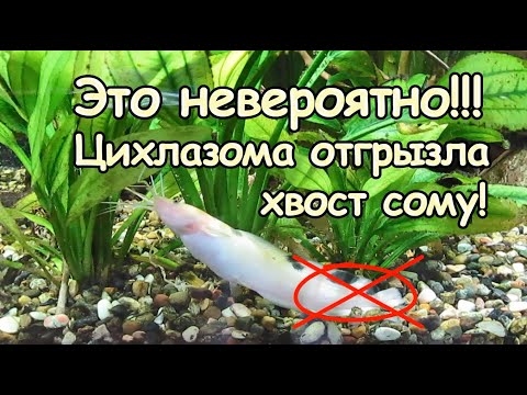 Видео: Манагуанская цихлазома откусила хвост сому клариусу!