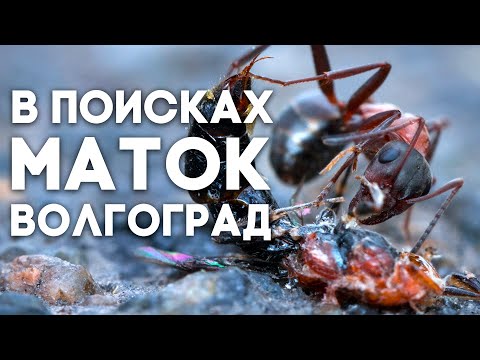 Видео: В ПОИСКАХ МАТОК - ВОЛГОГРАД. Или как найти муравьиную матку в ближайшем парке? \\ Димон и Пумба