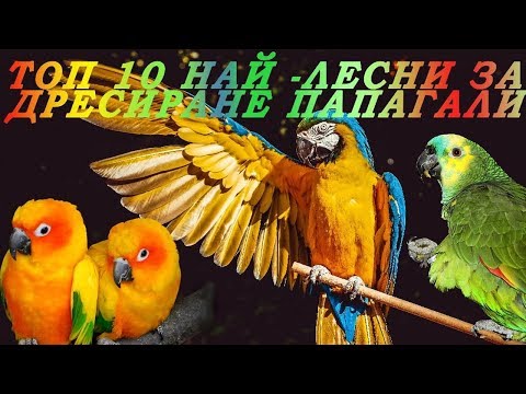 Видео: ТОП 10 НАЙ - ЛЕСНИ ЗА ДРЕСИРАНЕ ПАПАГАЛИ