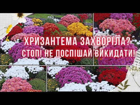 Видео: СТОП! Не викидайте хризантему! Як вилікувати рослину, чим обробити?