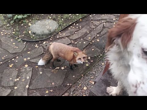 Видео: Ли Сяо / Alice the Fox Лиса Алиса (Лиса негодует, почему собаки поели вперед нее)