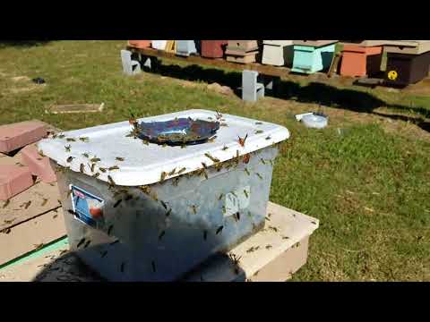 Видео: Проблема жёлтых жилетов? Вот решение. Пчеловодство
