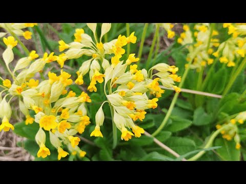 Видео: Первоцвет весенний - зеленое золото Святой Руси!