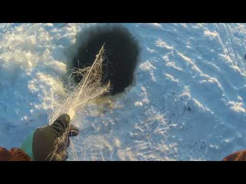 Видео: ЗИМНЯЯ РЫБАЛКА НА СЕТИ!  ЧЕРПАЕМ КАРАСЯ! КАК РЫБАЧИТЬ СЕТЯМИ ЗИМОЙ ПОДО ЛЬДОМ!