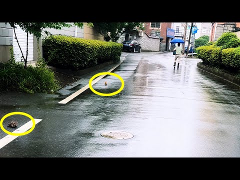 Видео: Она оттолкнула котёнка ногой, и я решил забрать их домой!