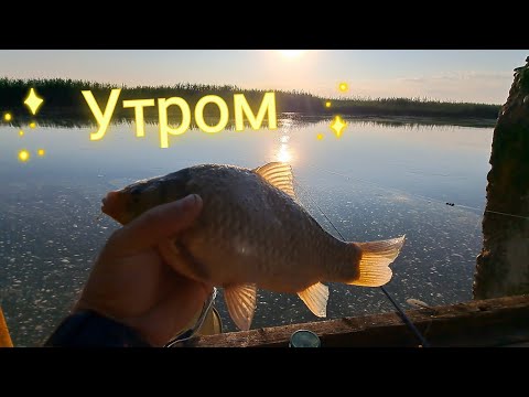 Видео: Рано утром клюёт, рыбалка на Маныче!!!