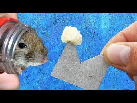 Видео: Простая мышеловка за 30 секунд / Крысиная ловушка
