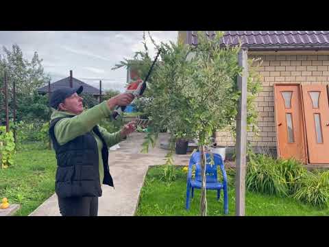 Видео: Русская ива. Прогулка по участку с ивами.