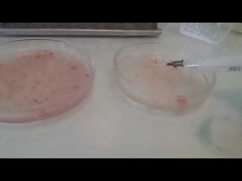 Видео: Диффузно-дисковый метод определения чувствительности к антибиотикам в ветеринарии