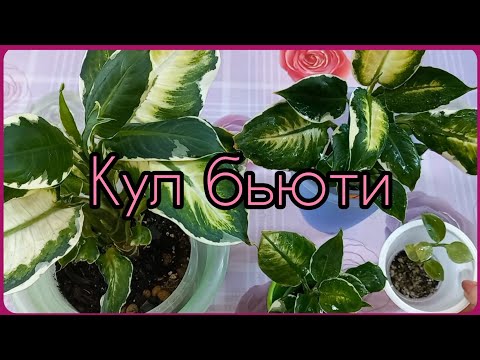 Видео: 3 месяца развития🌱ДИФФЕНБАХИЯ Кул Бьюти🌱Снова перлит возвращает к жизни слабый черенок🌷Размножение🌱