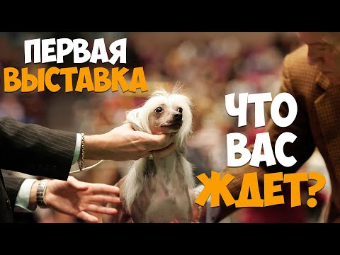 Видео: Первая выставка вашей собаки. Что вас ждет?