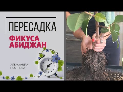 Видео: Пересадка по вызову - как правильно пересадить Фикус Абиджан