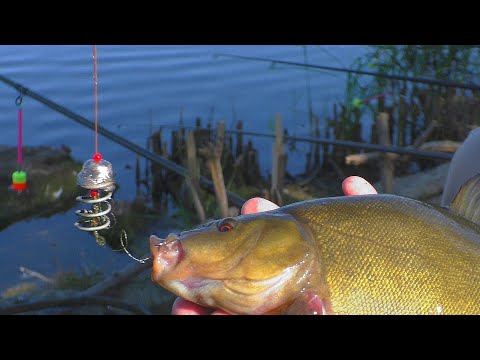 Видео: Линь на СОСКУ и рыбалка на ОГРОМНЫХ карасей при помощи МАМАЛЫГИ. My fishing