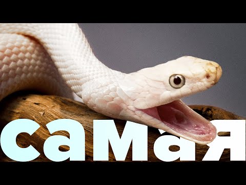 Видео: Это САМАЯ КРАСИВАЯ змея в МИРЕ!  Техасский полоз. Розыгрыш!