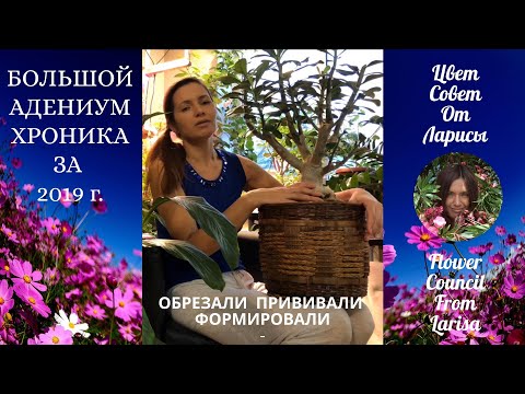 Видео: БОЛЬШОЙ АДЕНИУМ ХРОНИКА ЗА 2019 ГОД