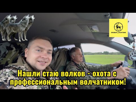 Видео: Нашли стаю волков - охота с профессиональным волчатником! 