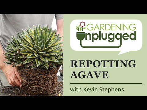 Видео: Садоводство без подключения — пересадка разросшейся агавы с Кевином Стивенсом (сохраните здоровье...