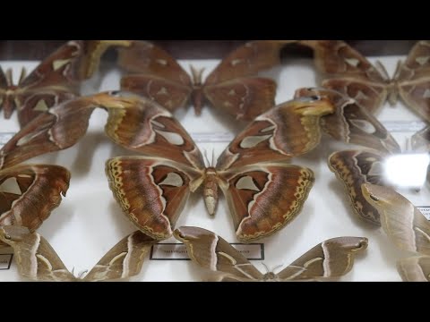 Видео: Хранитель энтомологической коллекции ГБМТ Наталья Минкина рассказывает о коллекции бабочек