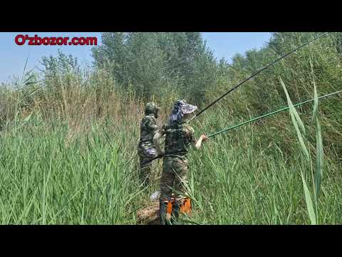 Видео: Илонбош ови жуда яхши бўлди. 2024.14.Август