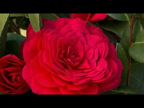 Видео: Камелия гулун 🌺 🌺 🌺 жаны сатып алганда кандай кам коробуз.