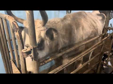 Видео: Ректалю всіх | Михайло Травецький | Прайвет мілк | Велесова ферма 