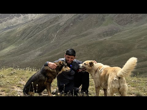Видео: В горах 1.  ПАМИРА 🇹🇯 .
