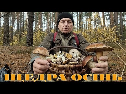 Видео: 0СІННІЙ ГРИБНИЙ МАРАФ0Н,,,26,10,2025Р,,,БІЛЯЧКИ,,,ЗЕЛЕНИЧКИ ТА ІНШ,,,