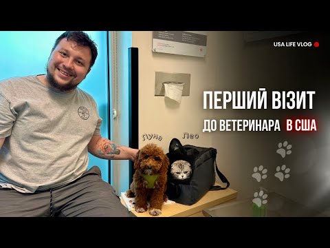 Видео: Ветеринар в Америці. Вартість огляду собаки і кота в США.