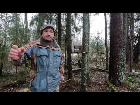 Видео: Установка проходного капкана на куницу. Попала совсем не куница!