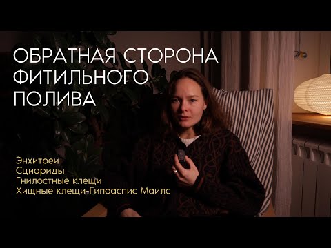 Видео: минусы ФИТИЛЬНОГО ПОЛИВА и ПОЛУГИДРОПОНИКИ | Энхитреи, Сциариды, Гнилостные клещи | ХИЩНЫЕ КЛЕЩИ