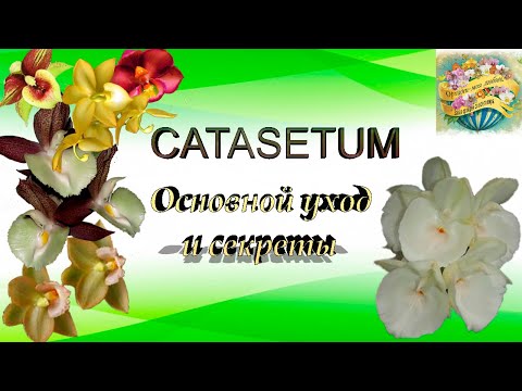 Видео: Catasetum - основной уход и секреты.