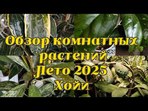 Видео: ОБЗОР комнатных растений | ЛЕТО 2025 | ХОЙИ