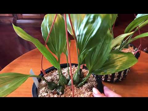Видео: МОИ СТАНГОПЕИ !!! Обзор и немного об уходе. My stanhopea orchids!