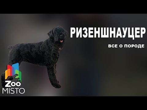 Видео: Ризеншнауцер - Все о породе собаки | Собака породы  ризеншнауцер