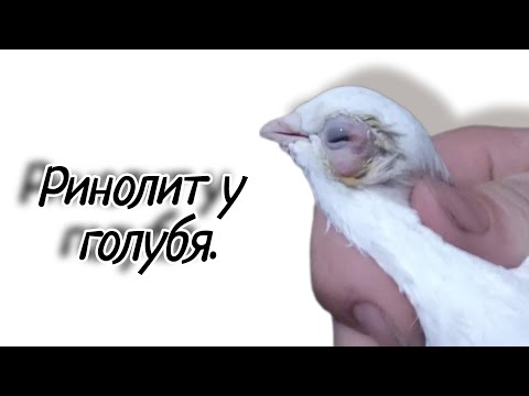 Видео: Ринолит у голубя. Как мы его лечили?